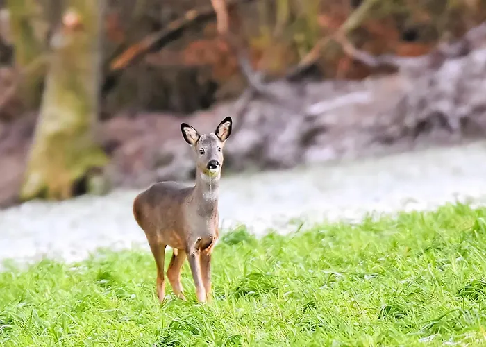 Prázdninový areál Eden Retreat Crosby (Cumbria)